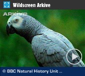 ARKive video - African grey parrot - overview